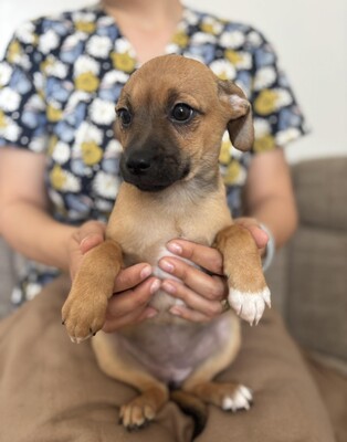 Pippa, Mischling Welpen - Hündin