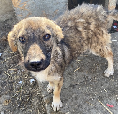 Pippa, Mix - Hündin