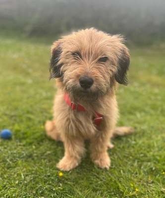 Pippa, Mix - Hündin