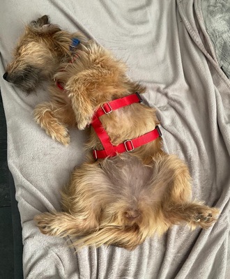 Pippa, Mix - Hündin