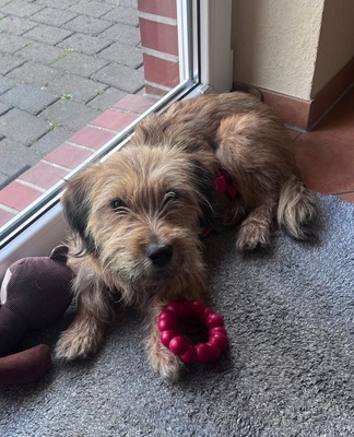 Pippa, Mix - Hündin
