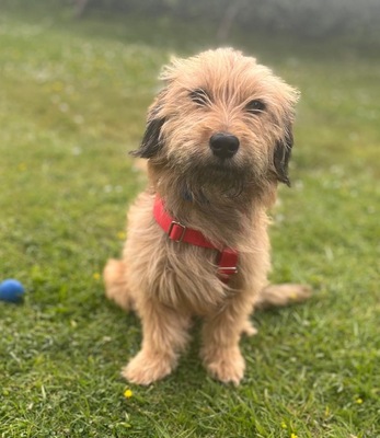 Pippa, Mix - Hündin