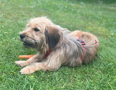 Pippa, Mix - Hündin