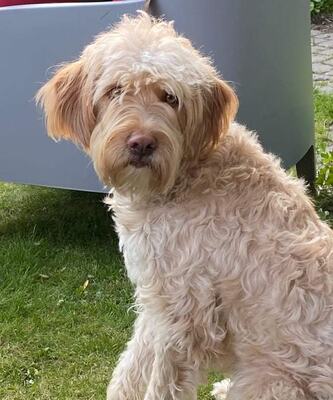 Pippa, Perro de Aqua Mix - Hündin