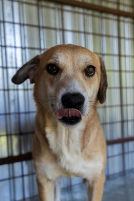🐾 Pippa – bezaubernder Wirbelwind mit großem Kuschelfaktor 💕, Mischling - Hündin