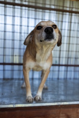 🐾 Pippa – bezaubernder Wirbelwind mit großem Kuschelfaktor 💕, Mischling - Hündin
