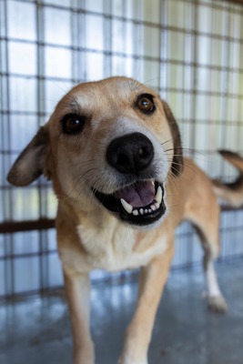 🐾 Pippa – bezaubernder Wirbelwind mit großem Kuschelfaktor 💕, Mischling - Hündin