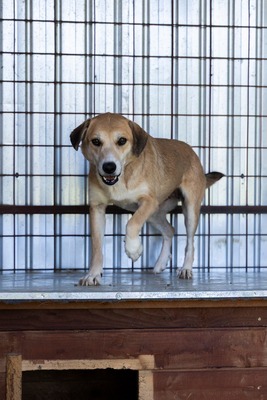 🐾 Pippa – bezaubernder Wirbelwind mit großem Kuschelfaktor 💕, Mischling - Hündin