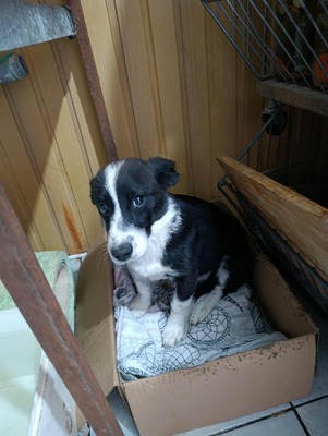 🐶 Pippo – kleiner Charmeur auf der Suche nach seinem Glück 🐶