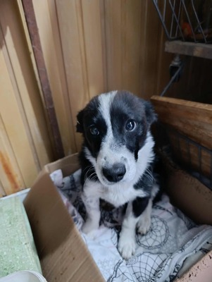 🐶 Pippo – kleiner Charmeur auf der Suche nach seinem Glück 🐶, Mischling - Rüde