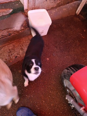 🐶 Pippo – kleiner Charmeur auf der Suche nach seinem Glück 🐶, Mischling - Rüde