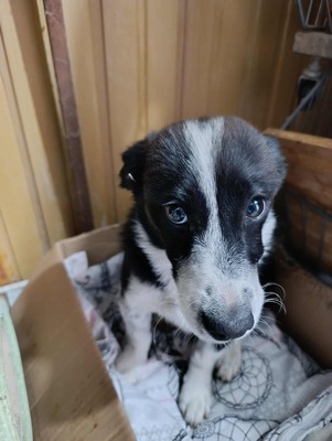 🐶 Pippo – kleiner Charmeur auf der Suche nach seinem Glück 🐶, Mischling - Rüde