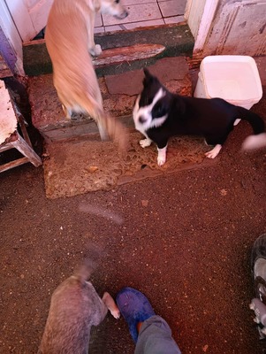 🐶 Pippo – kleiner Charmeur auf der Suche nach seinem Glück 🐶, Mischling - Rüde