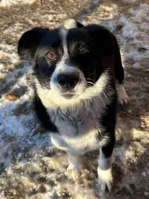 🐶 Pippo – kleiner Charmeur auf der Suche nach seinem Glück 🐶, Mischling - Rüde