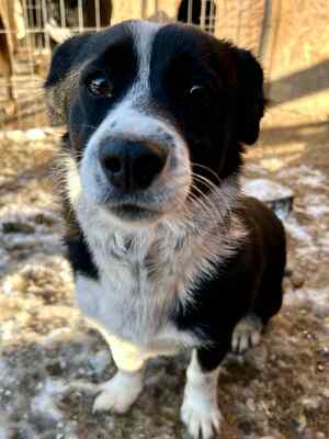 🐶 Pippo – kleiner Charmeur auf der Suche nach seinem Glück 🐶, Mischling - Rüde