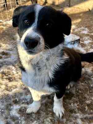 🐶 Pippo – kleiner Charmeur auf der Suche nach seinem Glück 🐶, Mischling - Rüde