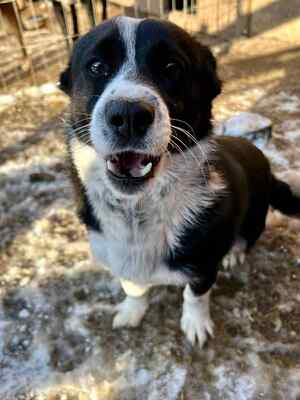 🐶 Pippo – kleiner Charmeur auf der Suche nach seinem Glück 🐶, Mischling - Rüde