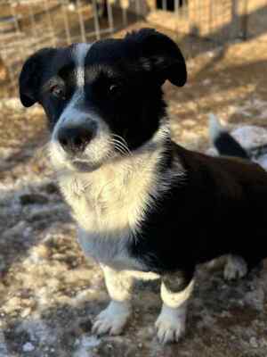 🐶 Pippo – kleiner Charmeur auf der Suche nach seinem Glück 🐶, Mischling - Rüde