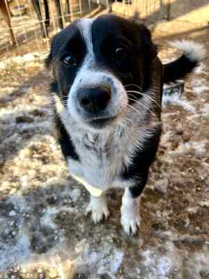 🐶 Pippo – kleiner Charmeur auf der Suche nach seinem Glück 🐶, Mischling - Rüde