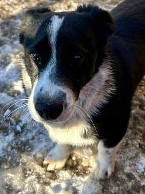 🐶 Pippo – kleiner Charmeur auf der Suche nach seinem Glück 🐶, Mischling - Rüde