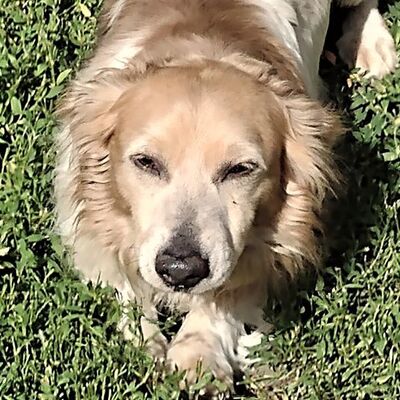 😍Pirko der kleine Kerl hat so viel Liebe zu geben und möchte gerne aus dem Tierheim in ein richtiges Zuhause ziehen💥, Mischlingsrüde - Rüde