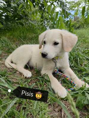 Pisis sucht sein eigenes Zuhause, Mischling Welpen - Rüde