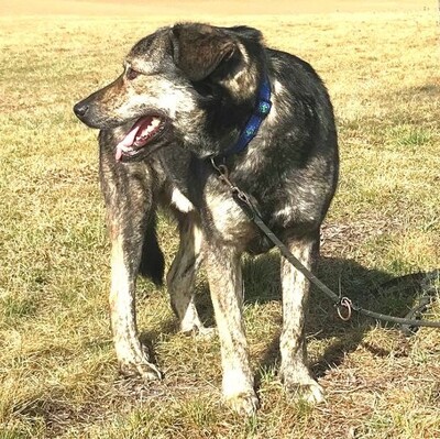 💥💖 Pisto, ist ein eher ruhiger Zeitgenosse 💗👌, Mischling - Rüde