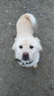 Pitica, Mischling - Hündin