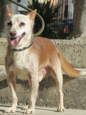 Pitito, Chihuahua - Mix - Rüde