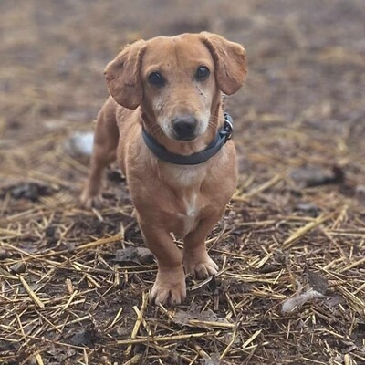 😍Pito zauberhafter Dackel-Mischling sucht auf diesem Weg ein schönes Zuhause bei lieben Menschen ❤️, Dackel- Mischling - Rüde