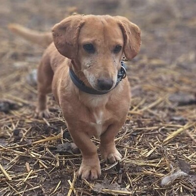 😍Pito zauberhafter Dackel-Mischling sucht auf diesem Weg ein schönes Zuhause bei lieben Menschen ❤️, Dackel- Mischling - Rüde