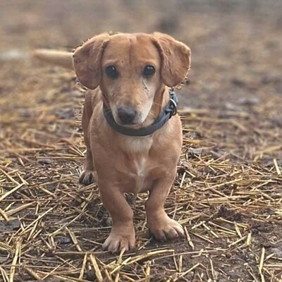 😍Pito zauberhafter Dackel-Mischling sucht auf diesem Weg ein schönes Zuhause bei lieben Menschen ❤️, Dackel- Mischling - Rüde