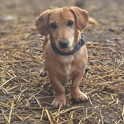 😍Pito zauberhafter Dackel-Mischling sucht auf diesem Weg ein schönes Zuhause bei lieben Menschen ❤️, Dackel- Mischling - Rüde