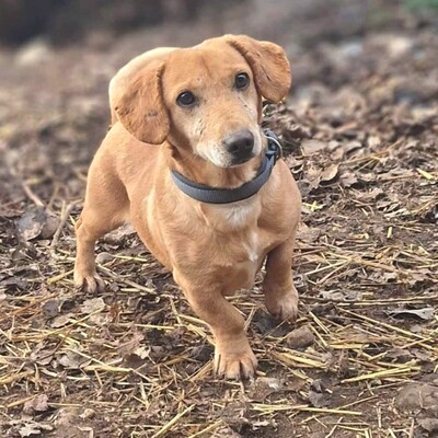 😍Pito zauberhafter Dackel-Mischling sucht auf diesem Weg ein schönes Zuhause bei lieben Menschen ❤️, Dackel- Mischling - Rüde