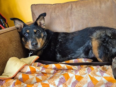 Piwette Beauceron Hündin sucht dringend ein liebes Zuhause, Beauceron - Hündin