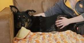 Piwette Beauceron Hündin sucht dringend ein liebes Zuhause, Beauceron - Hündin