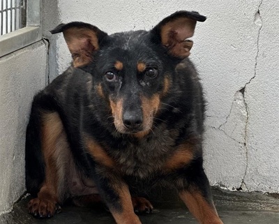 Piwette Beauceron Hündin sucht dringend ein liebes Zuhause, Beauceron - Hündin