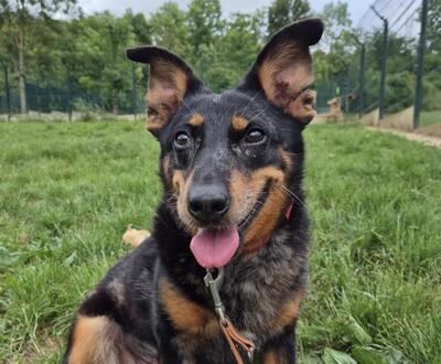Piwette Beauceron Hündin sucht dringend ein liebes Zuhause, Beauceron - Hündin