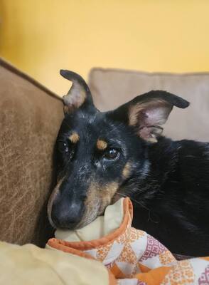 Piwette Beauceron Hündin sucht dringend ein liebes Zuhause, Beauceron - Hündin