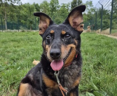 Piwette Beauceron Hündin wartet im Tierheim auf ihr Zuhause