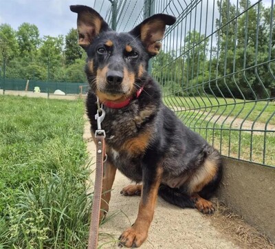 Piwette Beauceron Hündin wartet im Tierheim auf ihr Zuhause, Beauceron - Hündin