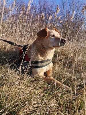 Pixi, Labrador Mix - Rüde
