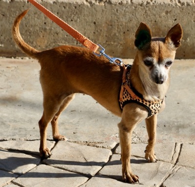 Pixie, Chihuahua - Mix - Hündin