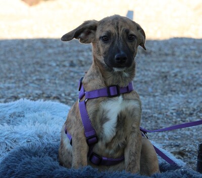 Pixie, Mischling Welpen - Hündin