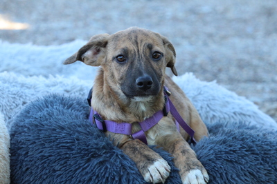 Pixie, Mischling Welpen - Hündin