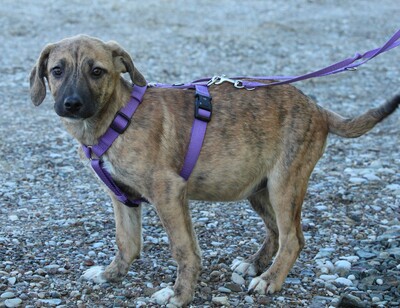 Pixie, Mischling Welpen - Hündin