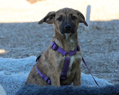 Pixie, Mischling Welpen - Hündin