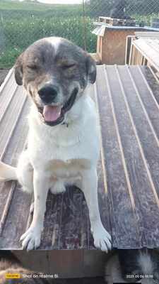 Plangacila hat sein Leben lang gewartet, Mischling - Rüde