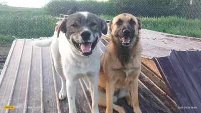 Plangacila hat sein Leben lang gewartet, Mischling - Rüde