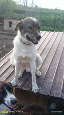 Plangacila hat sein Leben lang gewartet, Mischling - Rüde